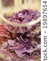 Hydrangea 19897654