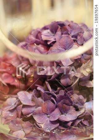 Hydrangea 19897654