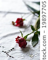 rose	 19897705