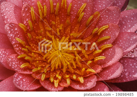 pink water lily pink water lily 19898485