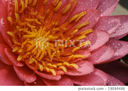 pink water lily pink water lily 19898486