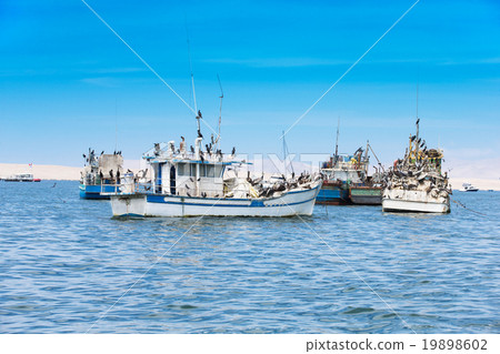 Paracas Peru 19898602