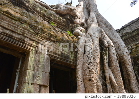 Ta Prohm 19899326