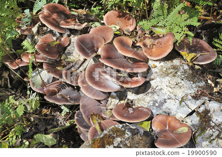 Omphalotus刺參 Omphalotus刺參 19900590