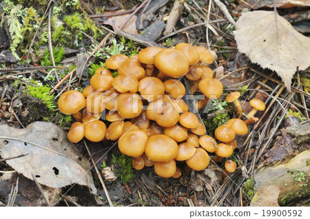 Senboniti megasa 19900592