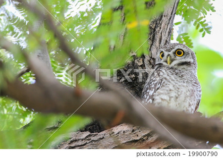 Spotted Owlet (Athene Brama) on the tree 19900790