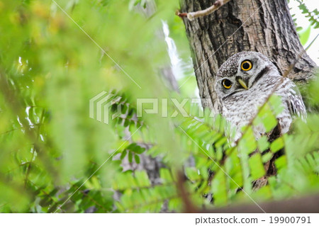 Spotted Owlet (Athene Brama) on the tree 19900791