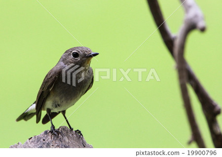 Red-throated Flycatcher (Ficedula Albicilla), Bird Red-throated Flycatcher (Ficedula Albicilla), Bird 19900796