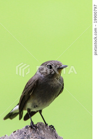 Red-throated Flycatcher (Ficedula Albicilla), Bird 19900797
