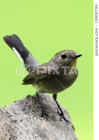 Red-throated Flycatcher (Ficedula Albicilla), Bird Red-throated Flycatcher (Ficedula Albicilla), Bird 19900799