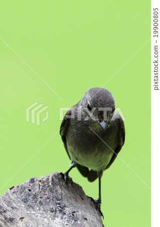 Red-throated Flycatcher (Ficedula Albicilla), Bird Red-throated Flycatcher (Ficedula Albicilla), Bird 19900805