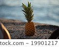 Pineapple 19901217