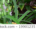 Gecko 19901235