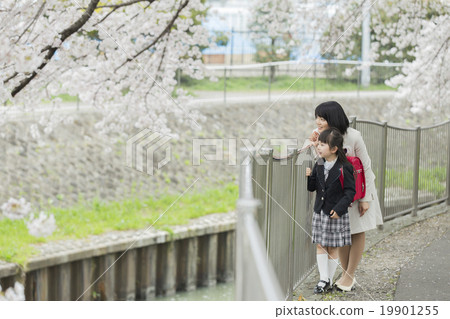 櫻花·入學典禮 櫻花·入學典禮 19901255