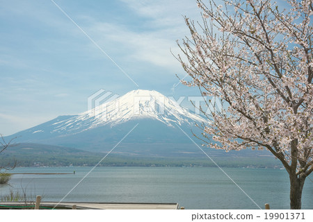 One cherry tree on the shore of Yamanaka 19901371