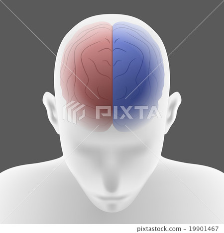 Human left brain and right brain illustration Human left brain and right brain illustration 19901467