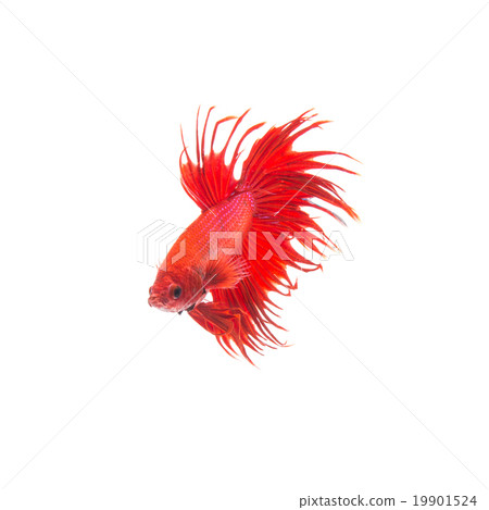 orange red siamese fighting fish 19901524