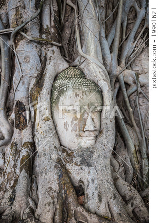 Head of Buddha statue in the tree roots Head of Buddha statue in the tree roots 19901621