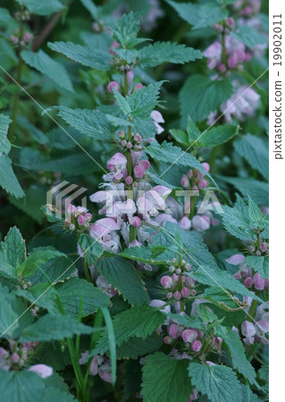Odoriko Odorikoso dancer is dancing happily. Odoriko Odorikoso dancer is dancing happily. 19902011