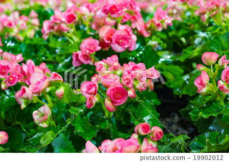 Big Begonia flowers in the garden 19902012