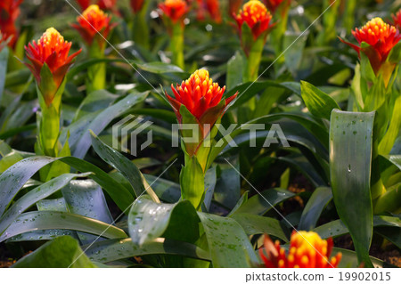 bromeliad flower in bloom in springtime  19902015