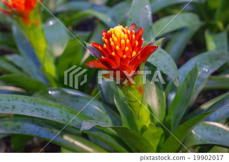 bromeliad flower in bloom in springtime  19902017