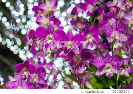 Beautiful Violet Orchid Flowers in the garden 19902161