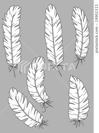 Antique quill pens with white feathers Antique quill pens with white feathers 19902313