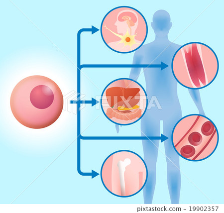 Basic cell and regenerative medical image Illustration 19902357