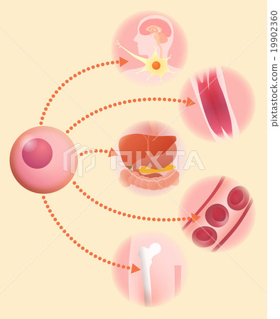 基本細胞和再生醫學圖像插圖 19902360