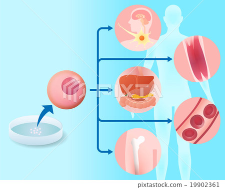 基本細胞和再生醫學圖像插圖 19902361