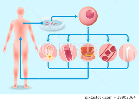 Basic cell and regenerative medical image Illustration Basic cell and regenerative medical image Illustration 19902364
