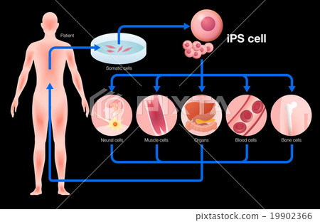 iPS細胞和再生醫學插圖 19902366