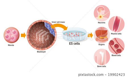 ES細胞和再生醫學圖像插圖 19902423