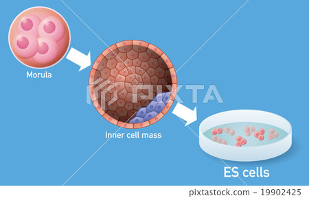 ES細胞和再生醫學圖像插圖 ES細胞和再生醫學圖像插圖 19902425
