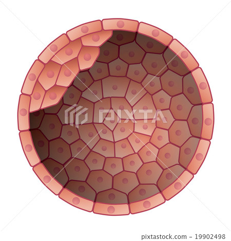 Blastocyst and inner cell mass internal structure image Illustration 19902498