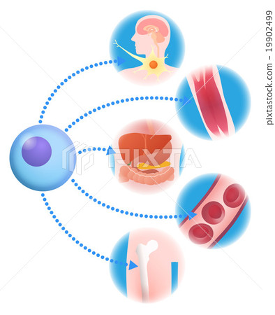 Basic cell and regenerative medical image Illustration 19902499