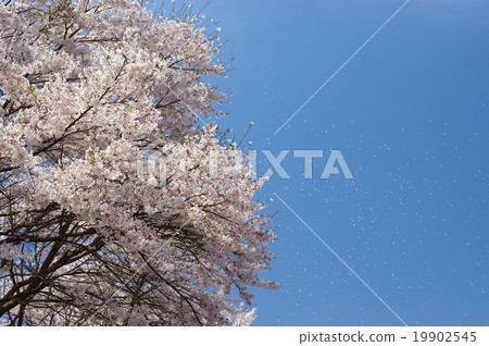 櫻吹雪 19902545