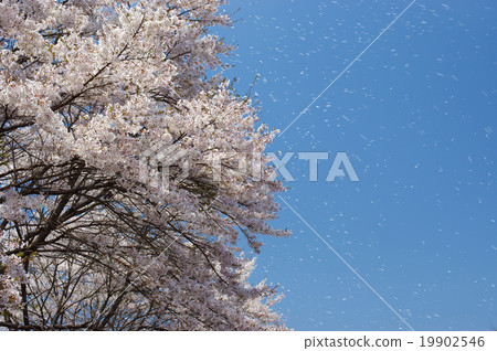 櫻吹雪 櫻吹雪 19902546