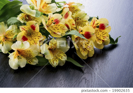 Arusutomeria 19902635