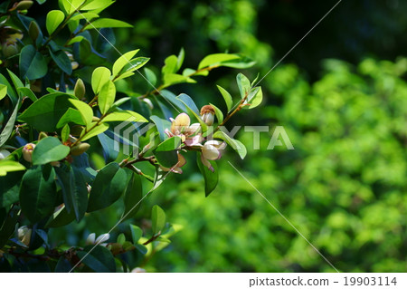Tang species invitation spicy colorful ogatama It is a sweet scent. 19903114