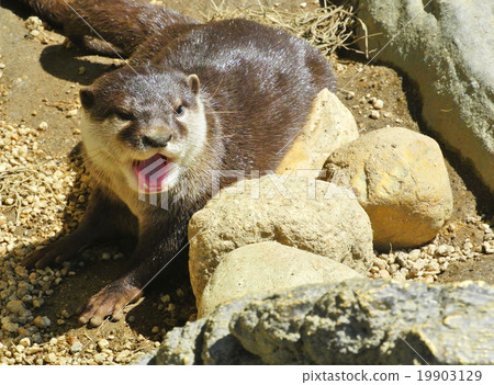 A yawning chickpea A yawning chickpea 19903129