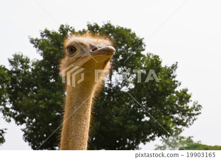 Closeup ostrich Closeup ostrich 19903165