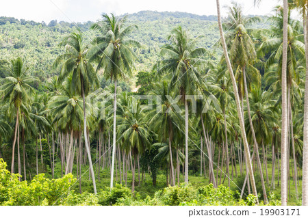 Coconut palm trees 19903171