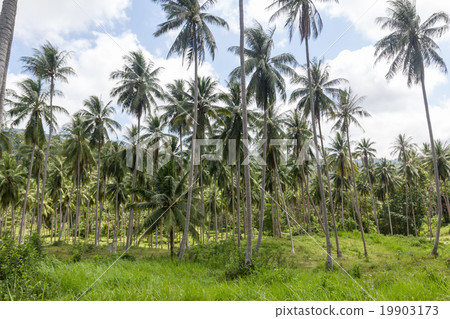 Coconut palm trees 19903173