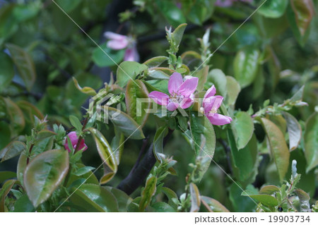 似乎Karin Karui也寫成Karin。 19903734