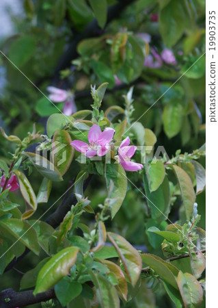 It seems that Karin Karui is also written as Karin. 19903735