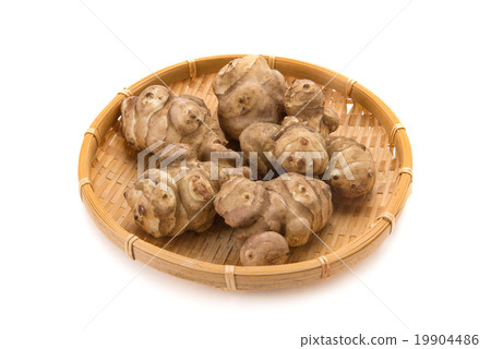菊芋 19904486