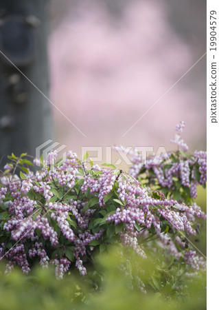 Caterpillar tree Caterpillar tree 19904579