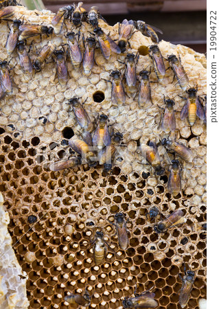 Honeycomb 19904722